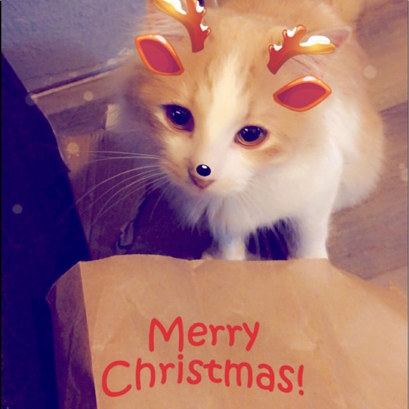 My Man Cat Niko! - Picture 5 of 11